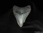 Sharply Serrated Inch Megalodon Tooth #52-1